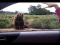 L'ORSO CHE FA CIAO