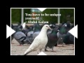 Best Collection of Short Quotes	