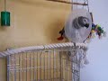 Charlie kletsen op de klimboom