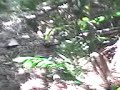 Shit in the woods