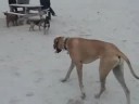 First time @ a Dog Park