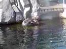 Otters!