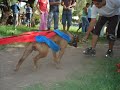 Lord Kennel American Pit Bull Terrier