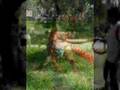 Bull Terrier Inglés video