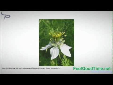 how to grow nigella