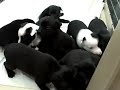 New Pittie/Lab Puppies!