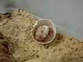 Hermit Crab Playing in amn