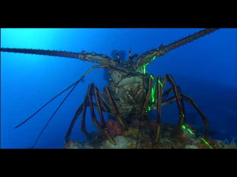 SubC ROV HD Camera Footage