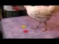 Training a Chicken