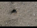 scarab�e bleu dans le gobi