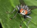 Macro Mania