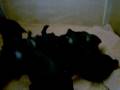 lunna filhotes 027.AVI