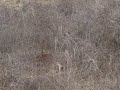 Dolly in the field