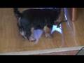 videos de piesek