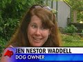 A Seattle woman said her dog got 'stoned' after eating a large amount of dried, harvested marijuana. The 11-year-old black Lab mix apparently found the drug in a park. (June 11)