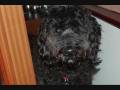 videos de archie vid.wmv