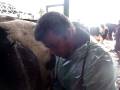 echographie bovine