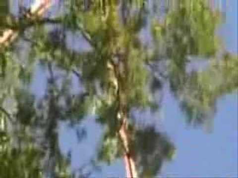 Tree Service : Tall Timber - Flying High