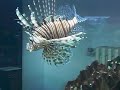 pesce leone ............\"Pterois volitans\" allattacco ... pesce leone ............\"Pterois volitans\" allattacco ...
