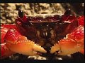 BIODIVERSIDAD MEXICANA EN FOTOS