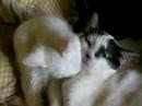 Furico & Mila