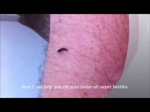 how to get rid carpet beetles