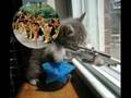 G unit My budy.. with cats