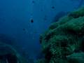 KOH TAO(タオ島 )★Diver's heaven