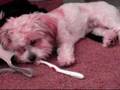 Rocket & Toothbrush
