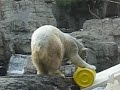 polar bear doing push-ups