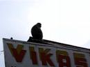 Dharamsala Monkeys Dharamsala Monkeys