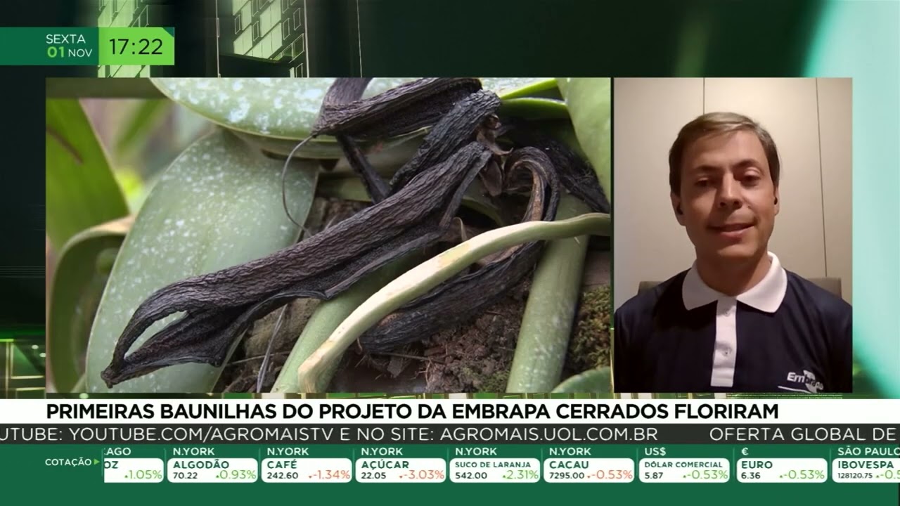 Primeiras baunilhas do projeto da Embrapa Cerrados floriram