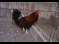 gallos