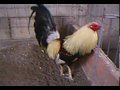 gallos