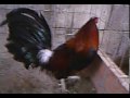 gallos