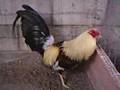 gallos