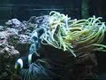 Clownfish reshaping anemone