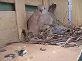 Ver vídeo