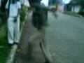 videos de el adhes pirateando los pasos de gollo
