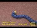 Snake-like robot SnakeWheel-2 (RUSSIA)