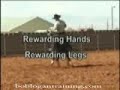 Bridleless Horse Riding
