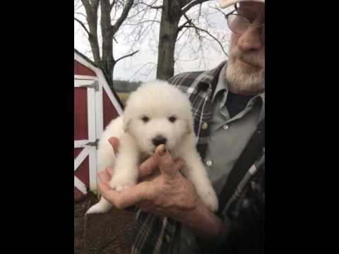 Sweet Brave Heart Puppy