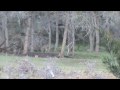 round top whitetail