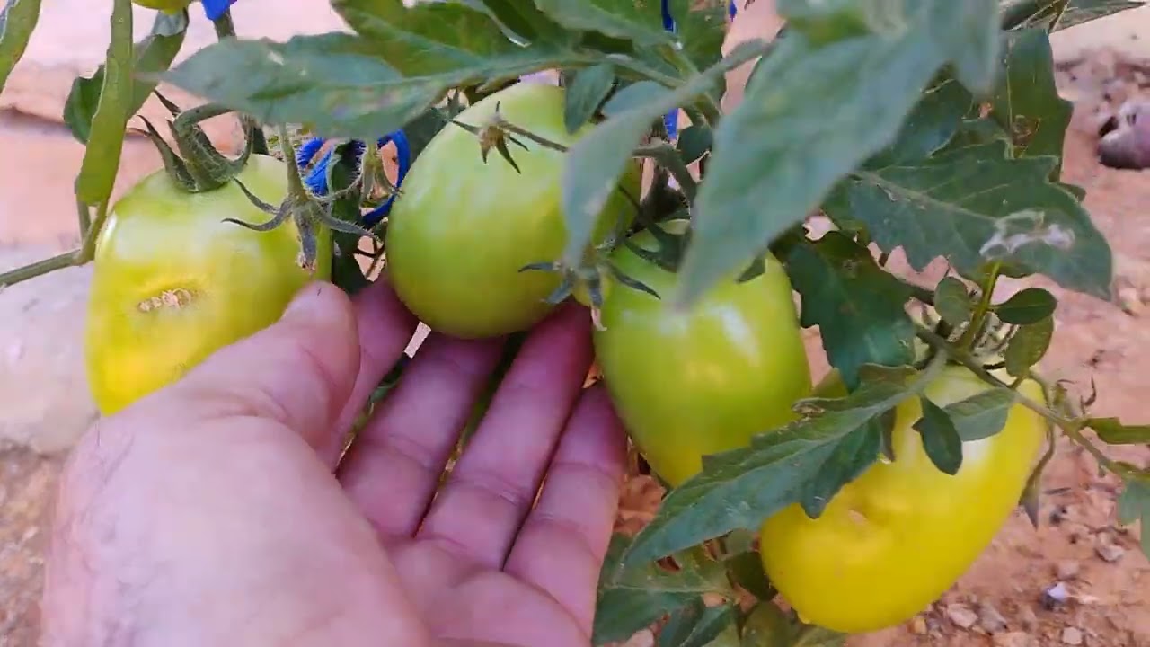 Tomate na terra pobre