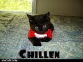 i question cats i question cats