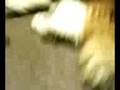 携帯電話からの動画 (200811172125.3gp)