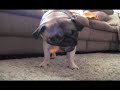 Pug Eating Cheez Curl...By EDBASSMASTER
