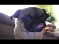 Pug Eating Cheez Curl...By EDBASSMASTER