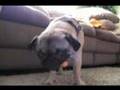 Pug Eating Cheez Curl...By EDBASSMASTER