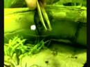 South American Puffer eating Bloodworm